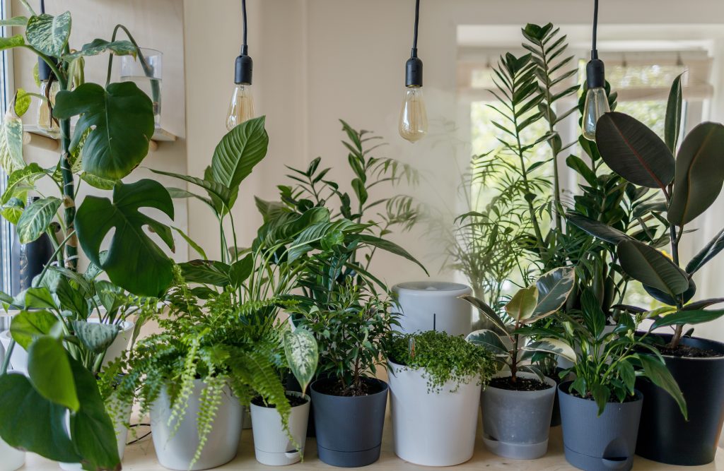 Kućne biljke i gdje ih staviti tijekom ljeta